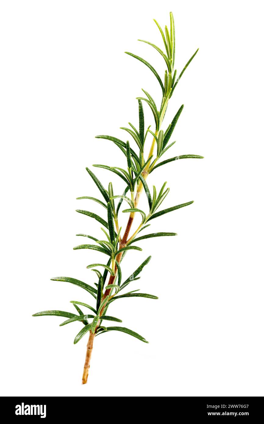 Fresh rosemary for cooking and medicine. Stock Photo