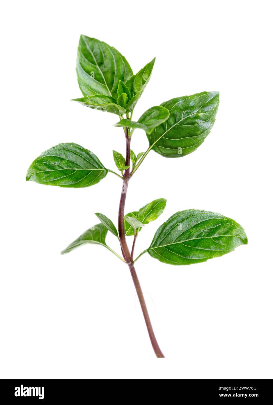 Basil is a species of therophytic herbaceous plants in the Lamiaceae family, cultivated as an aromatic plant. Stock Photo