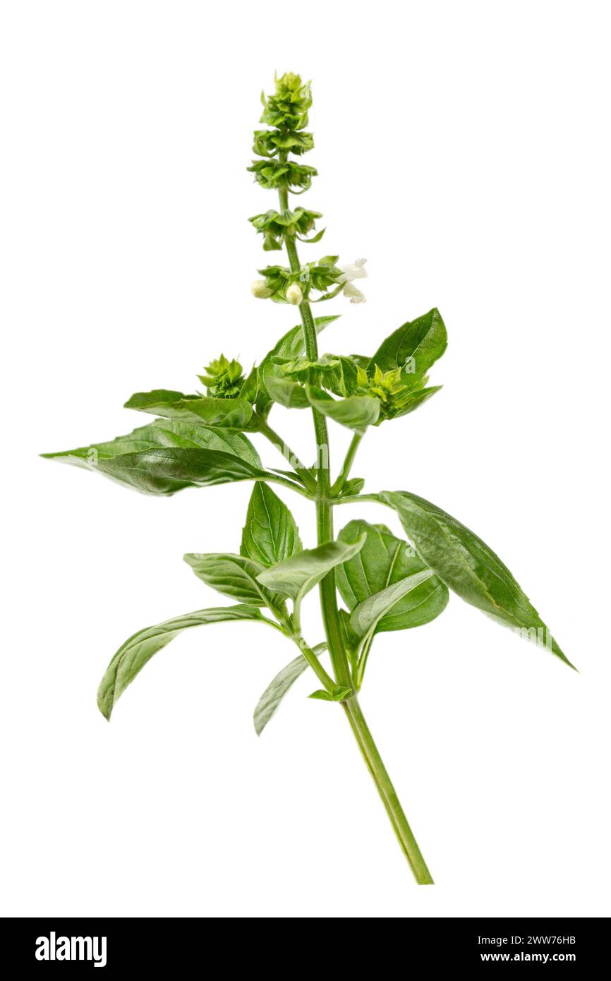 Ocimum basilicum or basil, a culinary herb from the Lamiaceae family. Stock Photo
