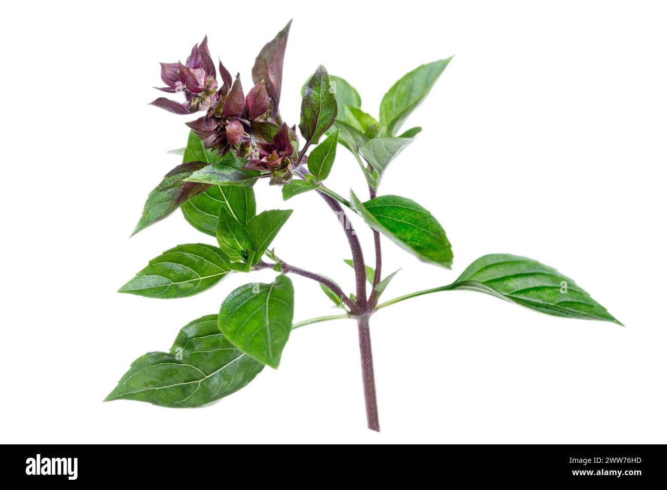 Basil is a species of therophytic herbaceous plants in the Lamiaceae family, cultivated as an aromatic plant. Stock Photo