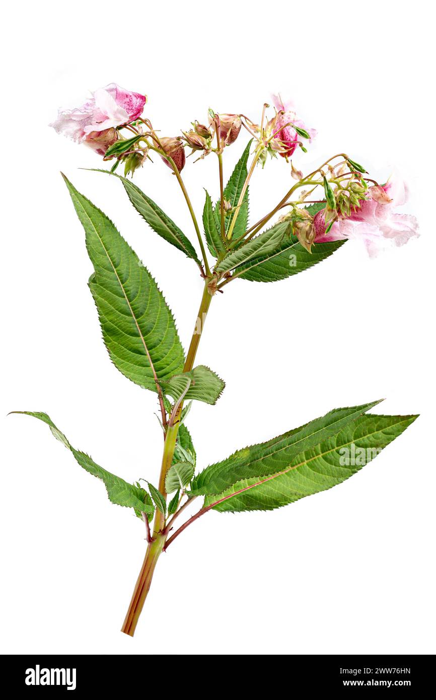 Himalayan balsam, impatiens glandulifera, is a species of flowering plant in the Balsaminaceae family. Stock Photo