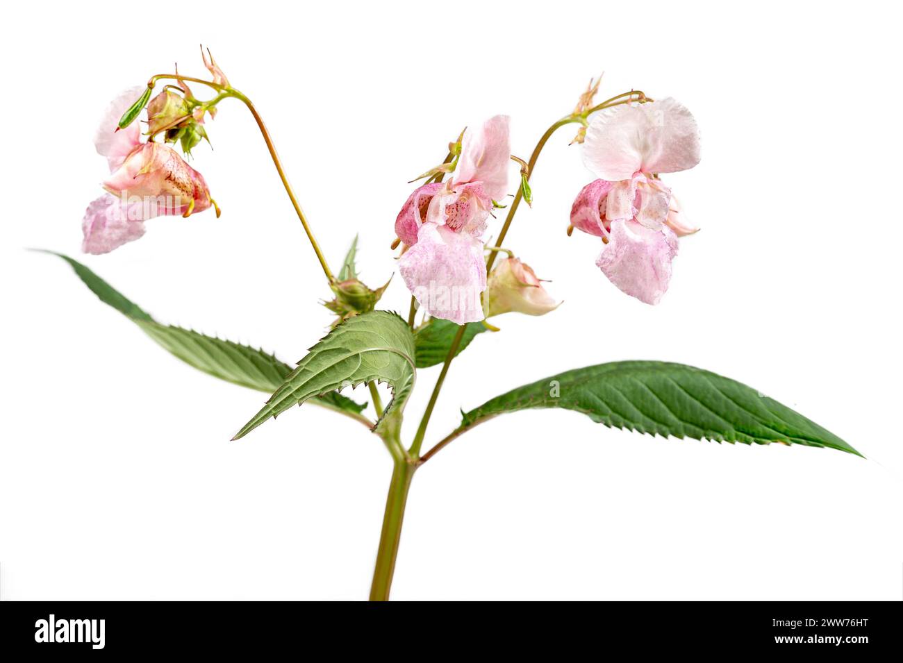 Himalayan balsam, impatiens glandulifera, is a species of flowering plant in the Balsaminaceae family. Stock Photo