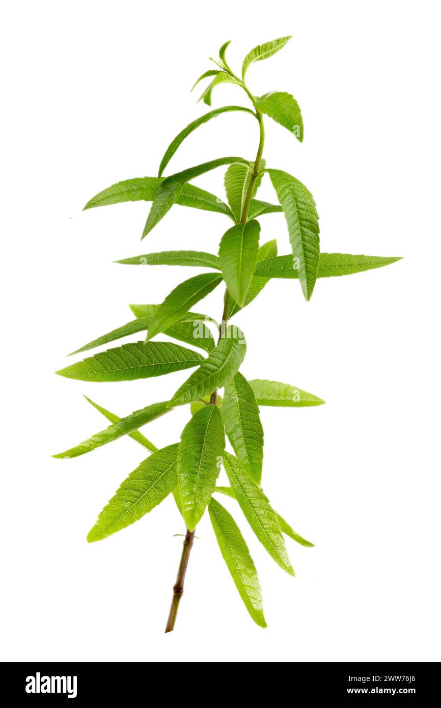 Closeup of aromatic lemon verbena Stock Photo Alamy