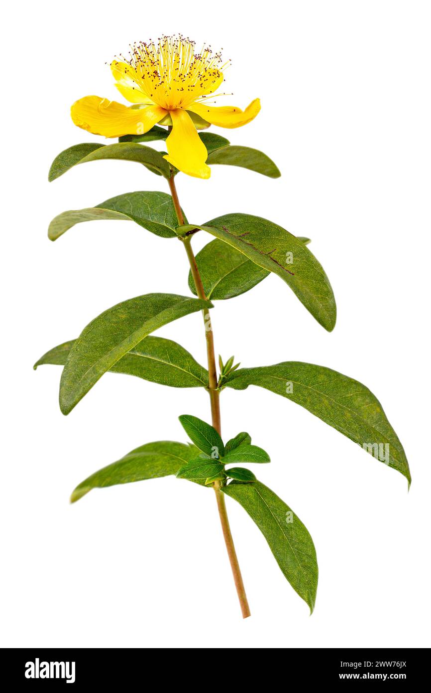 Perforated St. John's Wort, Common St. John's Wort or St. John's Wort