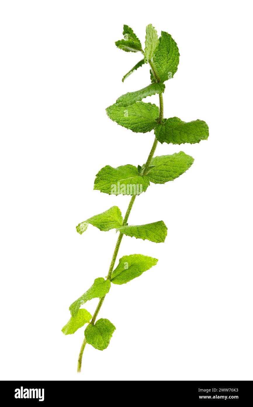 Mentha arvensis, fresh wild mint, aromatic medicinal and food plant. Stock Photo