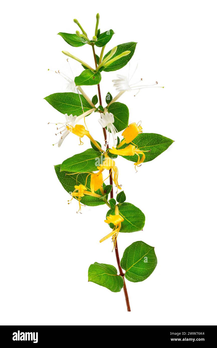 Lonicera japonica, known as Japanese honeysuckle. Stock Photo