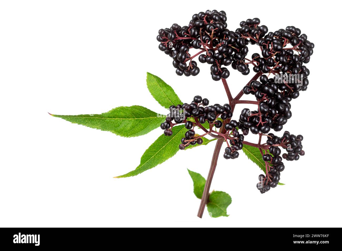 Sambucus ebulus, elderberry with erect and toxic fruits, the rest of the plant contains medicinal uses. Stock Photo