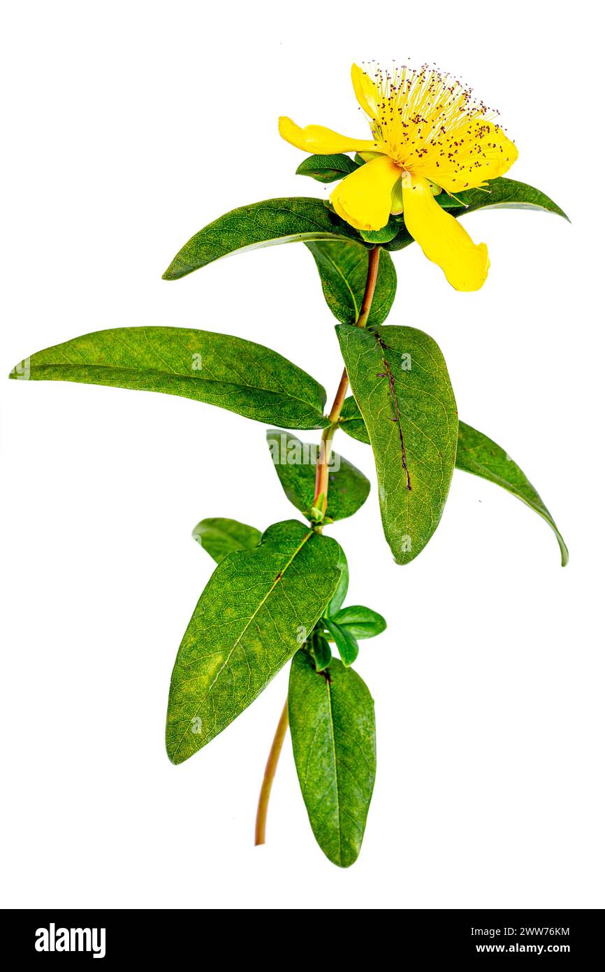 Perforated St. John's Wort, Common St. John's Wort or St. John's Wort