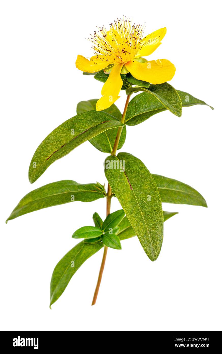 Perforated St. John's Wort, Common St. John's Wort or St. John's Wort