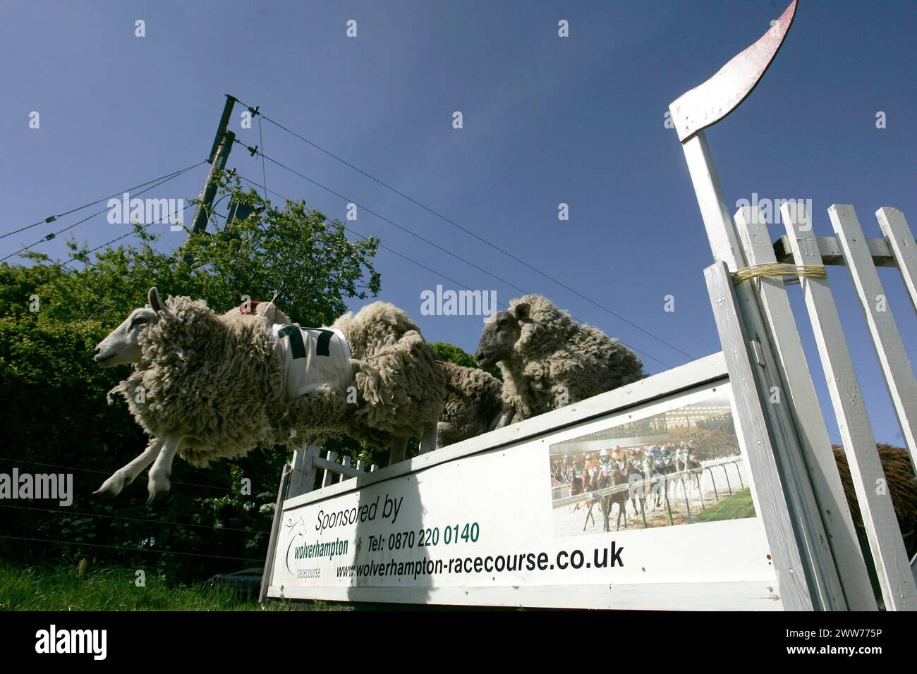Hoo farm sheep hi-res stock photography and images - Alamy