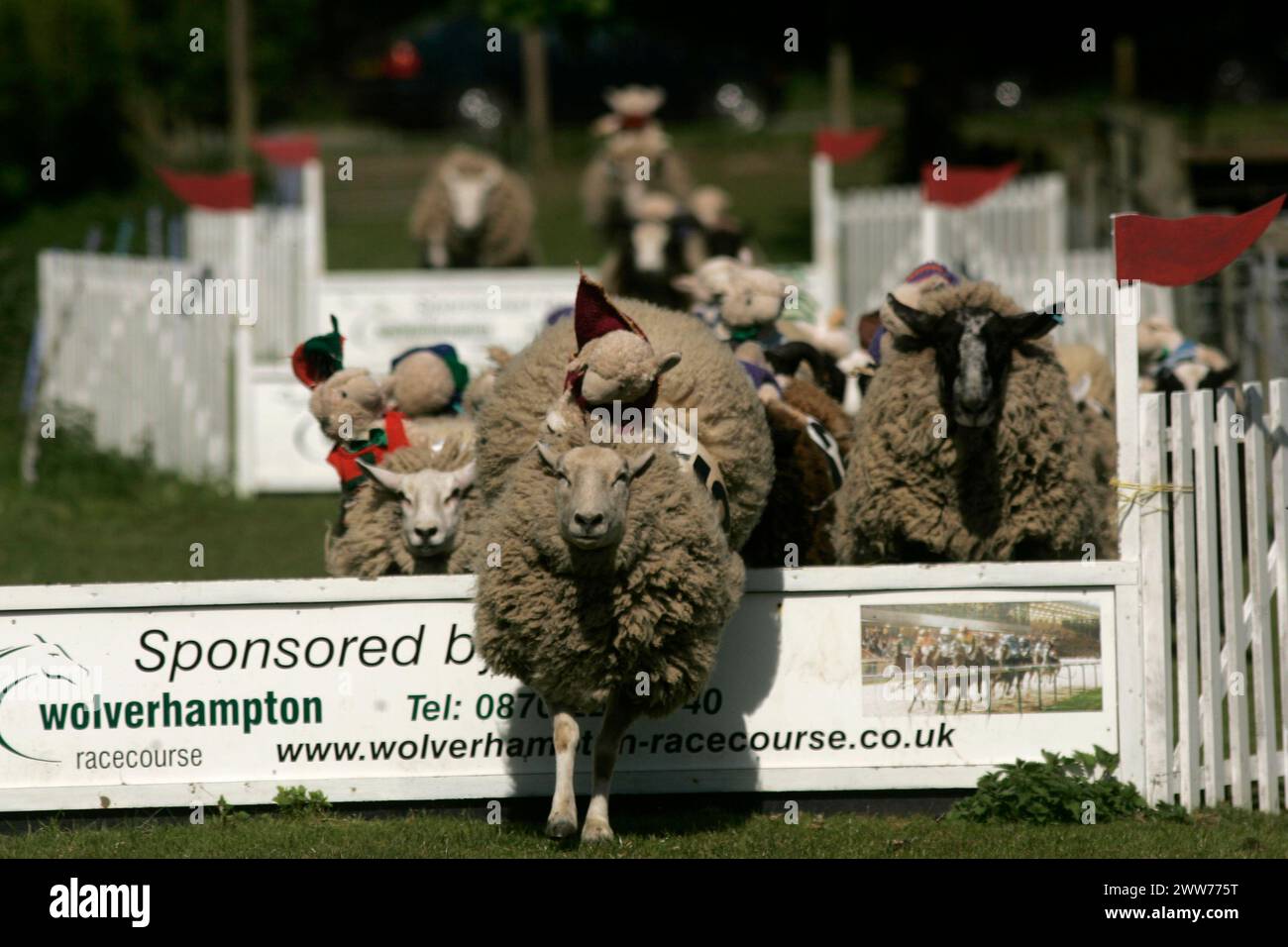 Sheep race hoo farm hi-res stock photography and images - Alamy