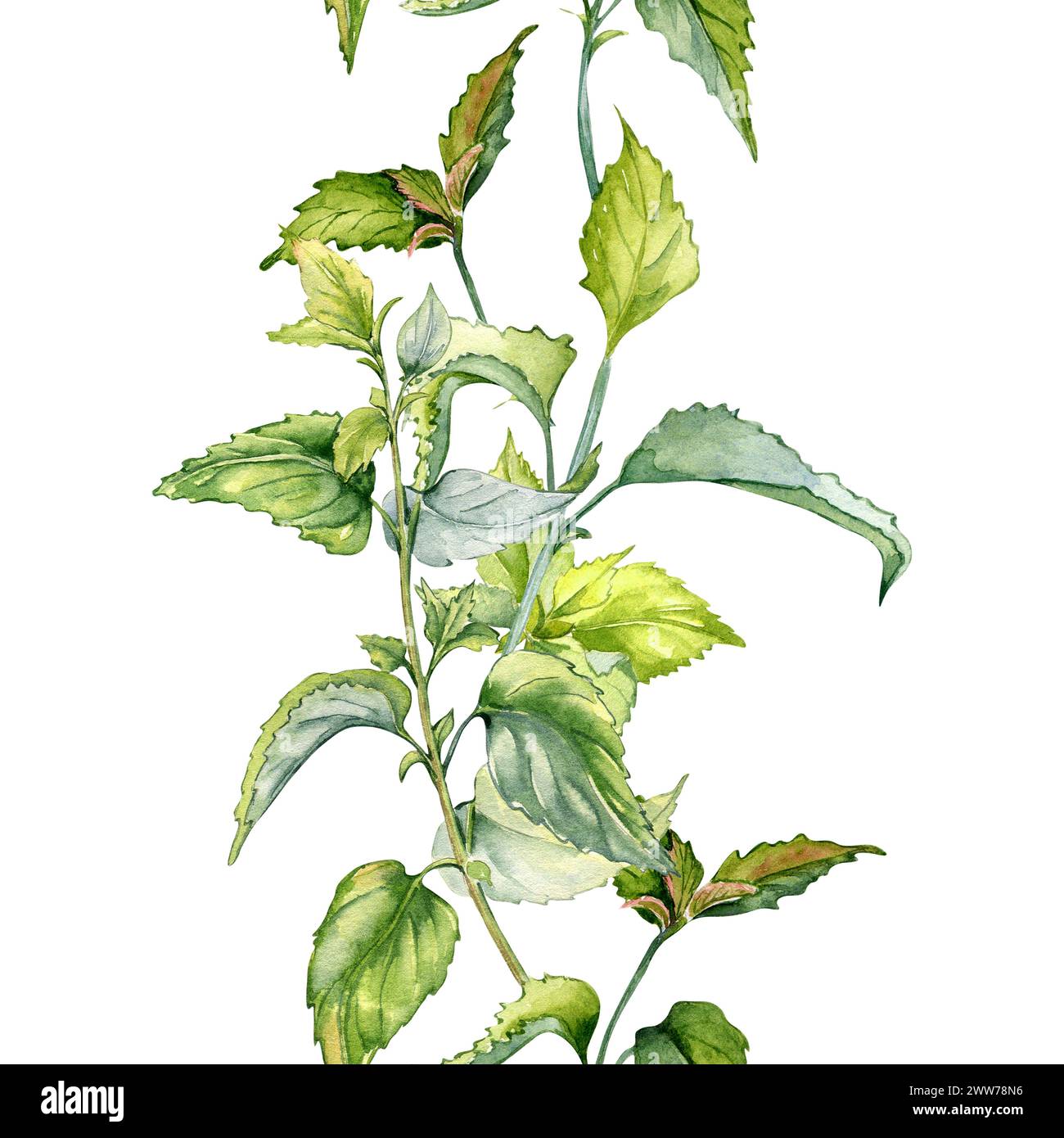 Stem of nettle seamless vertical border in watercolor isolated on white