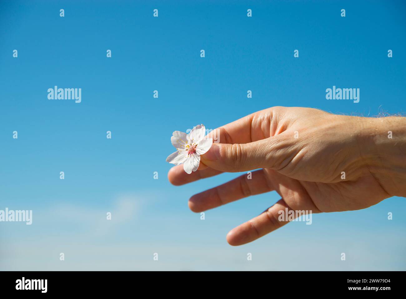 Man's hand holding a flower of almond tree against blue sky. Stock Photo
