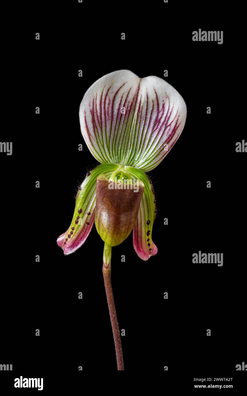 Closeup vertical view of purple green and white flower of blooming lady slipper orchid species paphiopedilum callosum isolated on black background Stock Photo