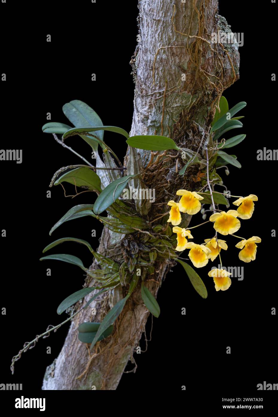 Closeup view of orchid species dendrobium lindleyi or Lindley's dendrobium growing on tree with yellow orange flowers isolated on black background Stock Photo