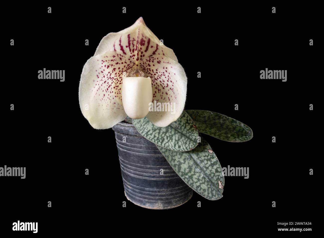 Closeup view of potted lady slipper orchid paphiopedilum godefroyae var ang-thong with flower and leaves isolated on black background Stock Photo