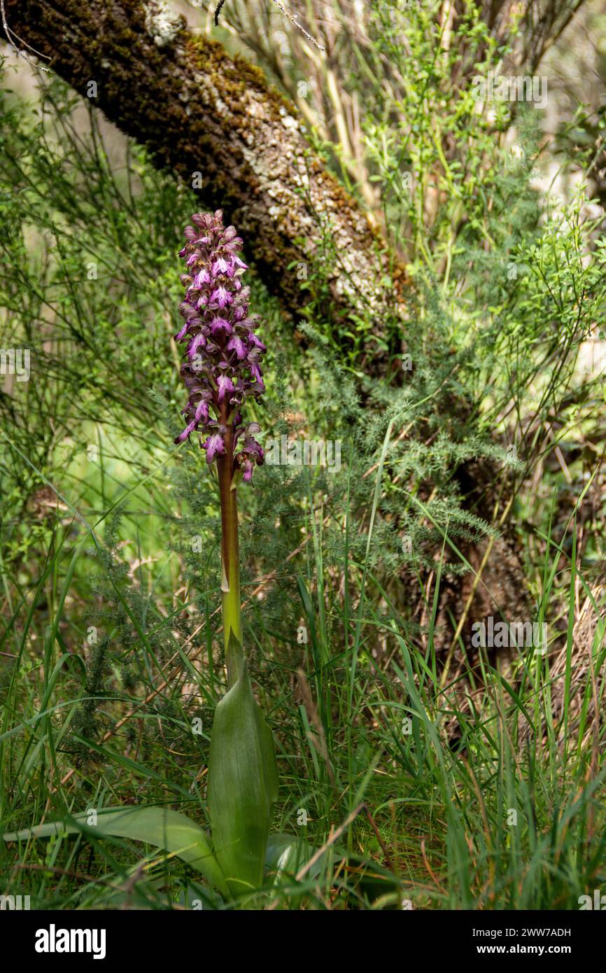 Giant European Ochid, Himantoglossum robertianum, very scarce and protected by the states where it lives, a very large plant within its family since i Stock Photo