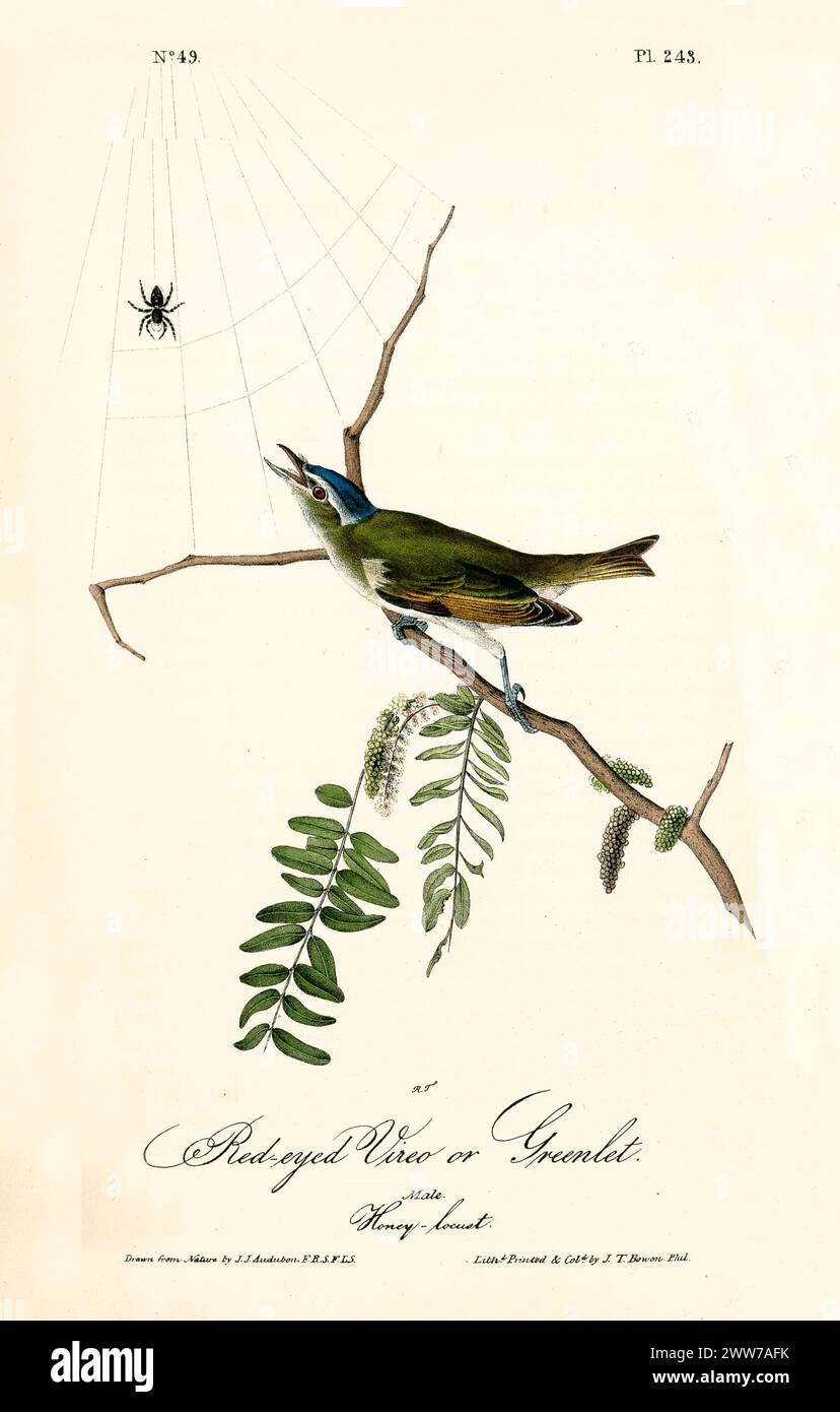Old engraved illustration of Red-eyed vireo or Greenlet (Vireo olivaceus). By J.J. Audubon: Birds of America, Philadelphia, 1840. Stock Photo