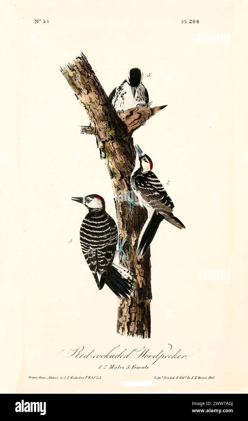 Old engraved illustration of Red-cockaded woodpecker (Leuconotopicus borealis). By J.J. Audubon: Birds of America, Philadelphia, 1840 Stock Photo