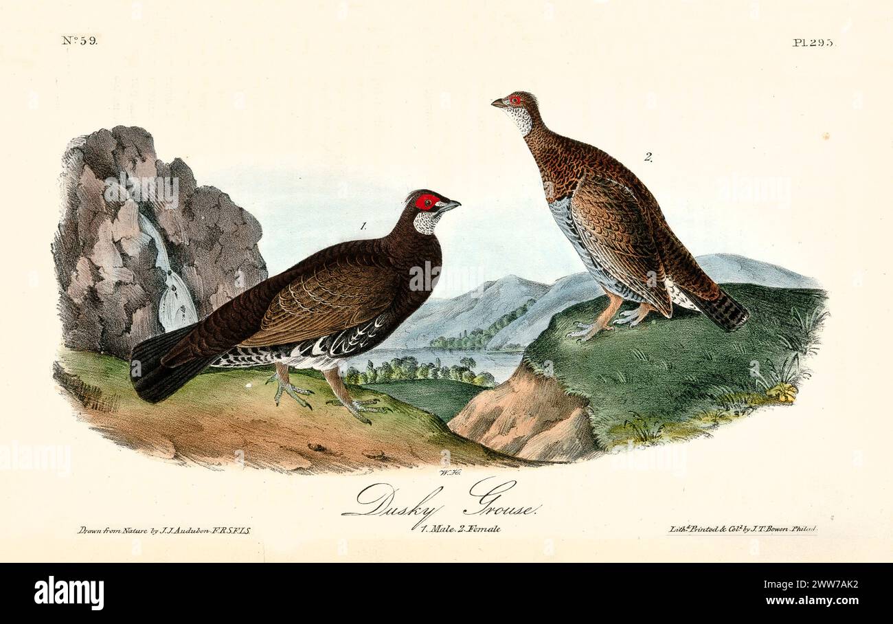 Old engraved illustration of Dusky grouse (Dendragapus obscusus). By J.J. Audubon: Birds of America, Philadelphia, 1840 Stock Photo