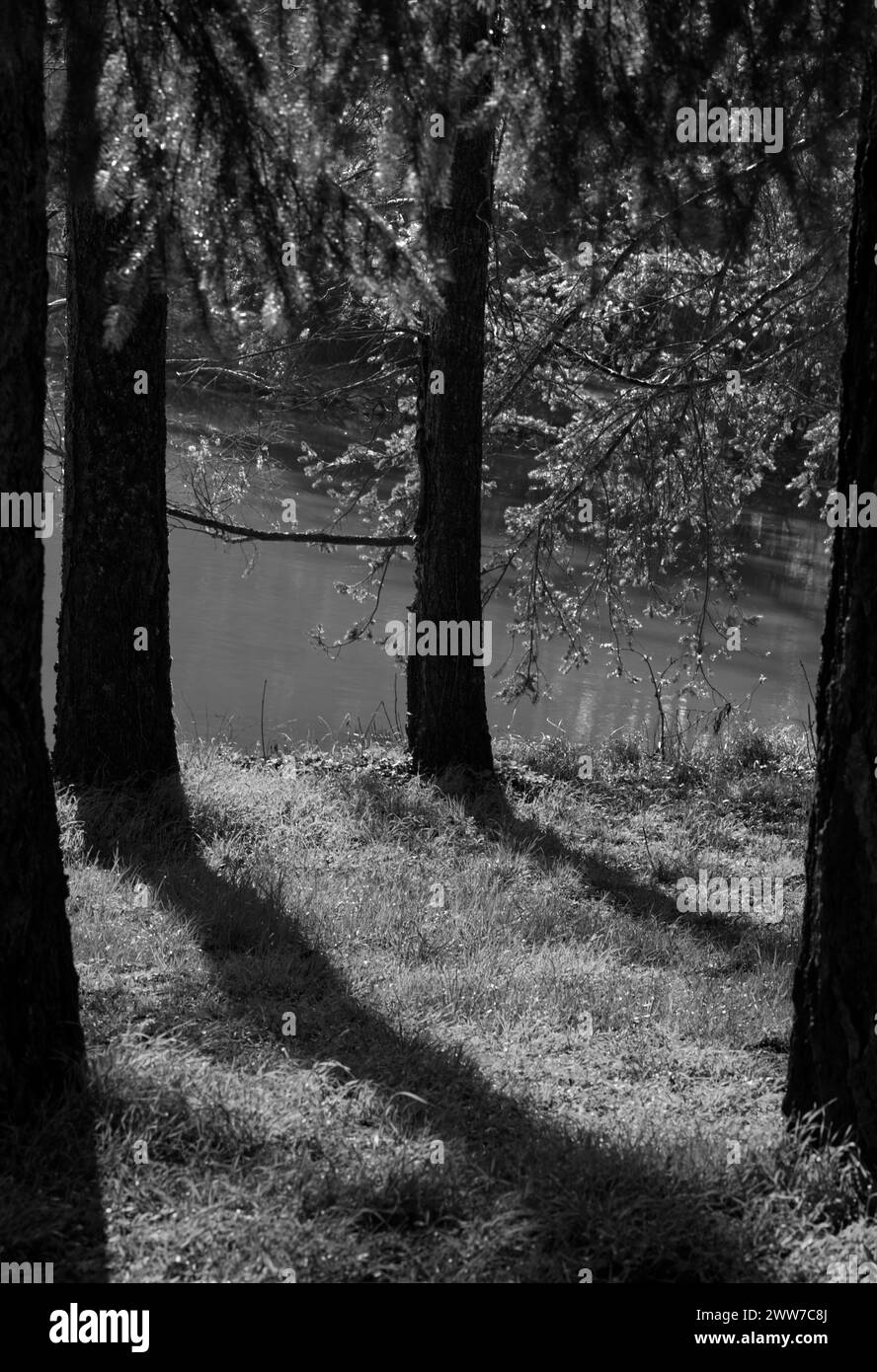 Lakeshore zone with several tree trunks In beautiful light in black and white Stock Photo