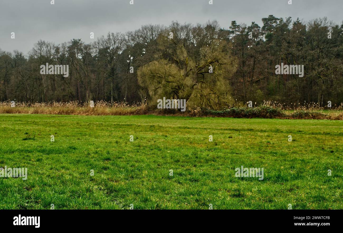 Green wet meadow with an outstanding single tree at the center and a darker forest in the background (Middle European wetland) Stock Photo