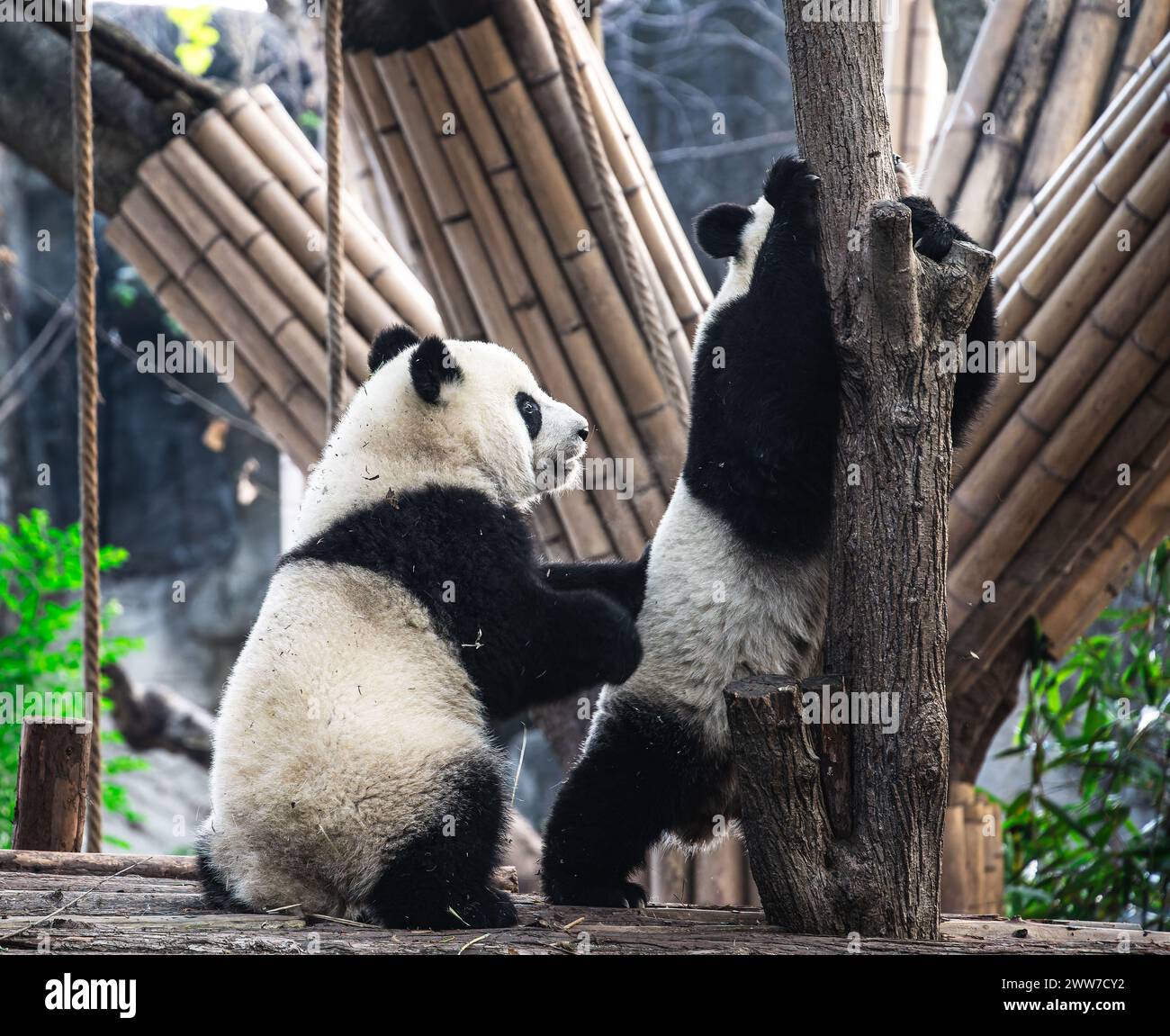 Giant Pandas in Chengdu, China Stock Photo