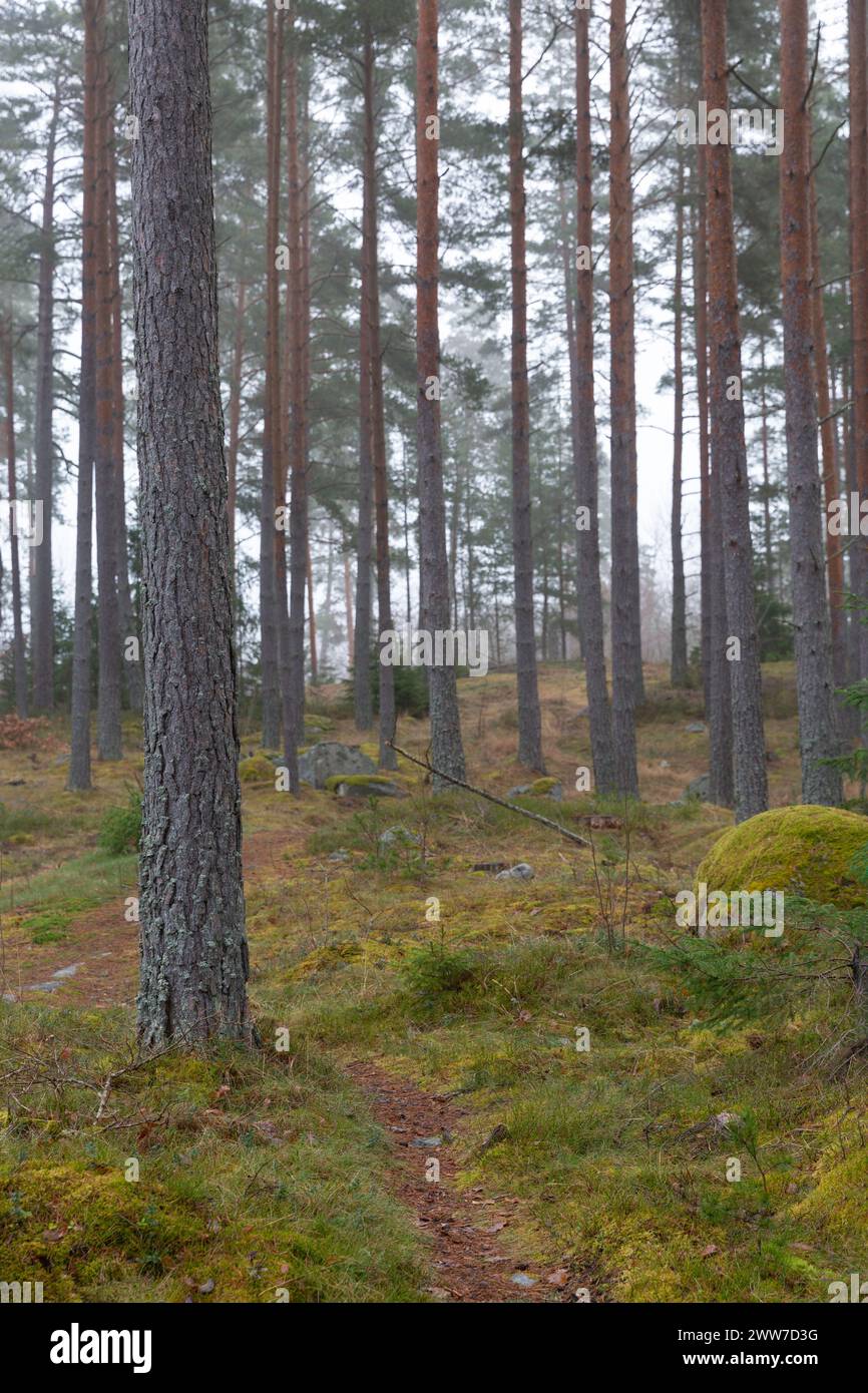 Morning in the woods hi-res stock photography and images - Alamy