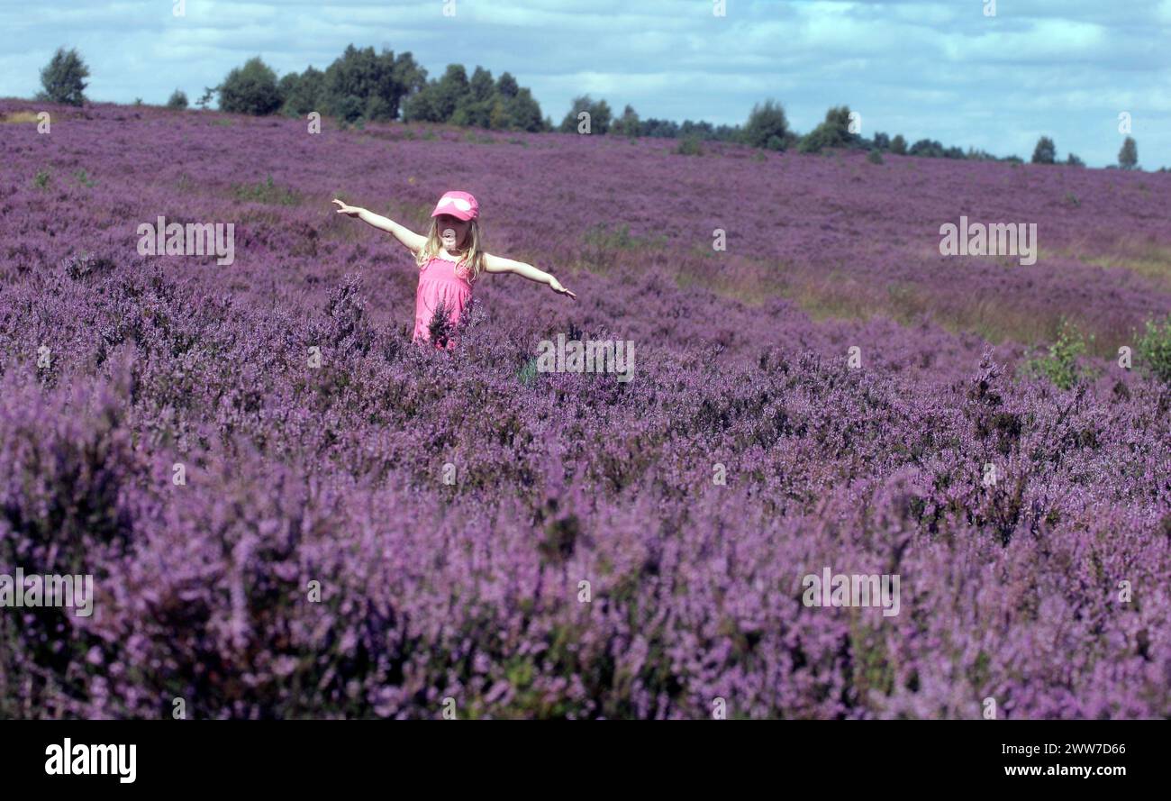 21/08/11..Freya Kirkpatrick plays in the heather...A carpet of bright purple heather covers acres of heathland at Cannock Chase, Staffordshire, today. Stock Photo