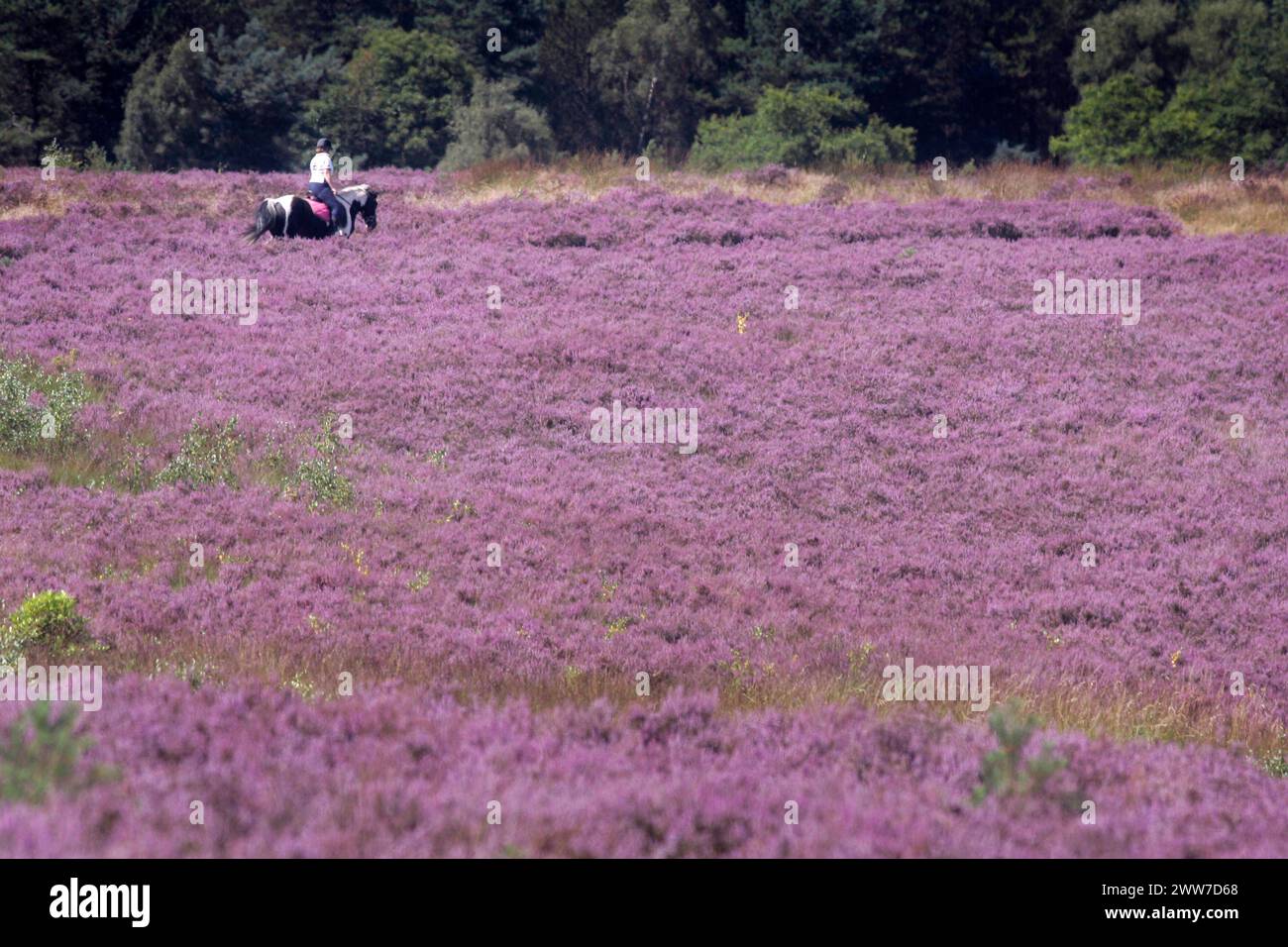 21/08/11..A carpet of bright purple heather covers acres of heathland at Cannock Chase, Staffordshire, today...All Rights Reserved - F Stop Press (For Stock Photo