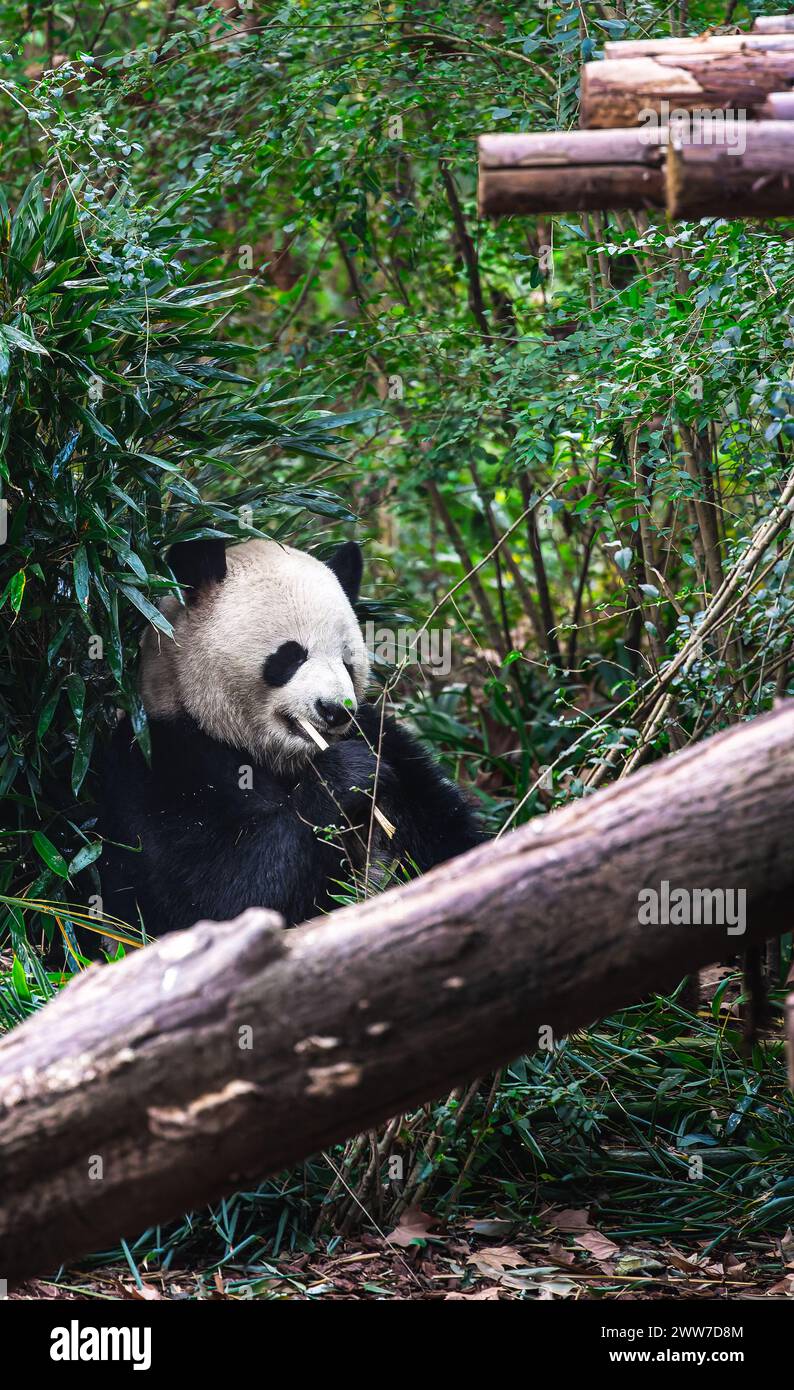 Giant Pandas in Chengdu, China Stock Photo