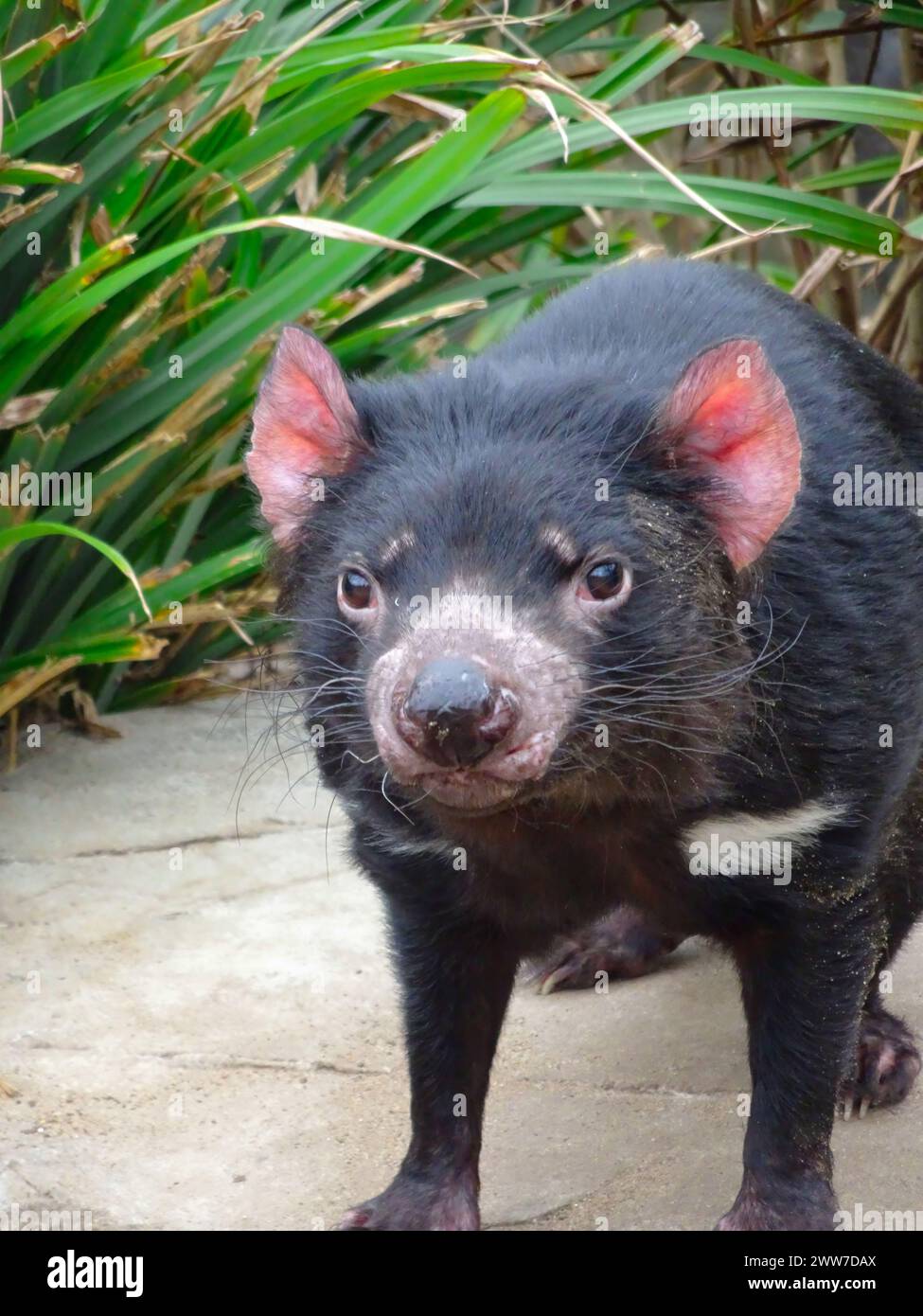 Tasmanian devil close up in zoo, Australia nature animal Stock Photo