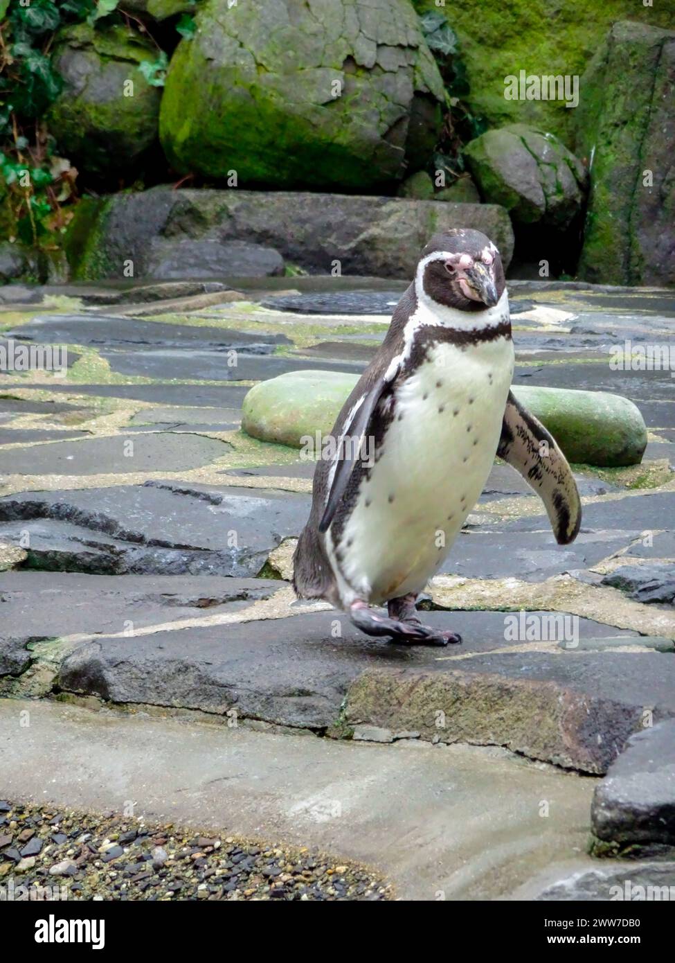 Peruvian chilean fauna hi-res stock photography and images - Alamy