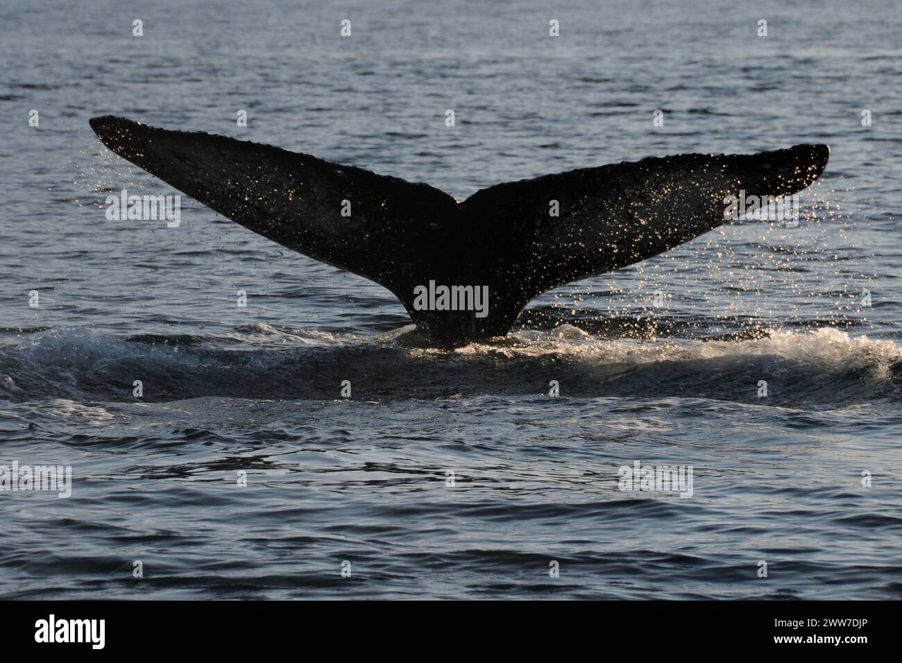 Tail of Humpback Whale  Diving (Megaptera novaeangliae), Prince William Sound, Alaska Stock Photo