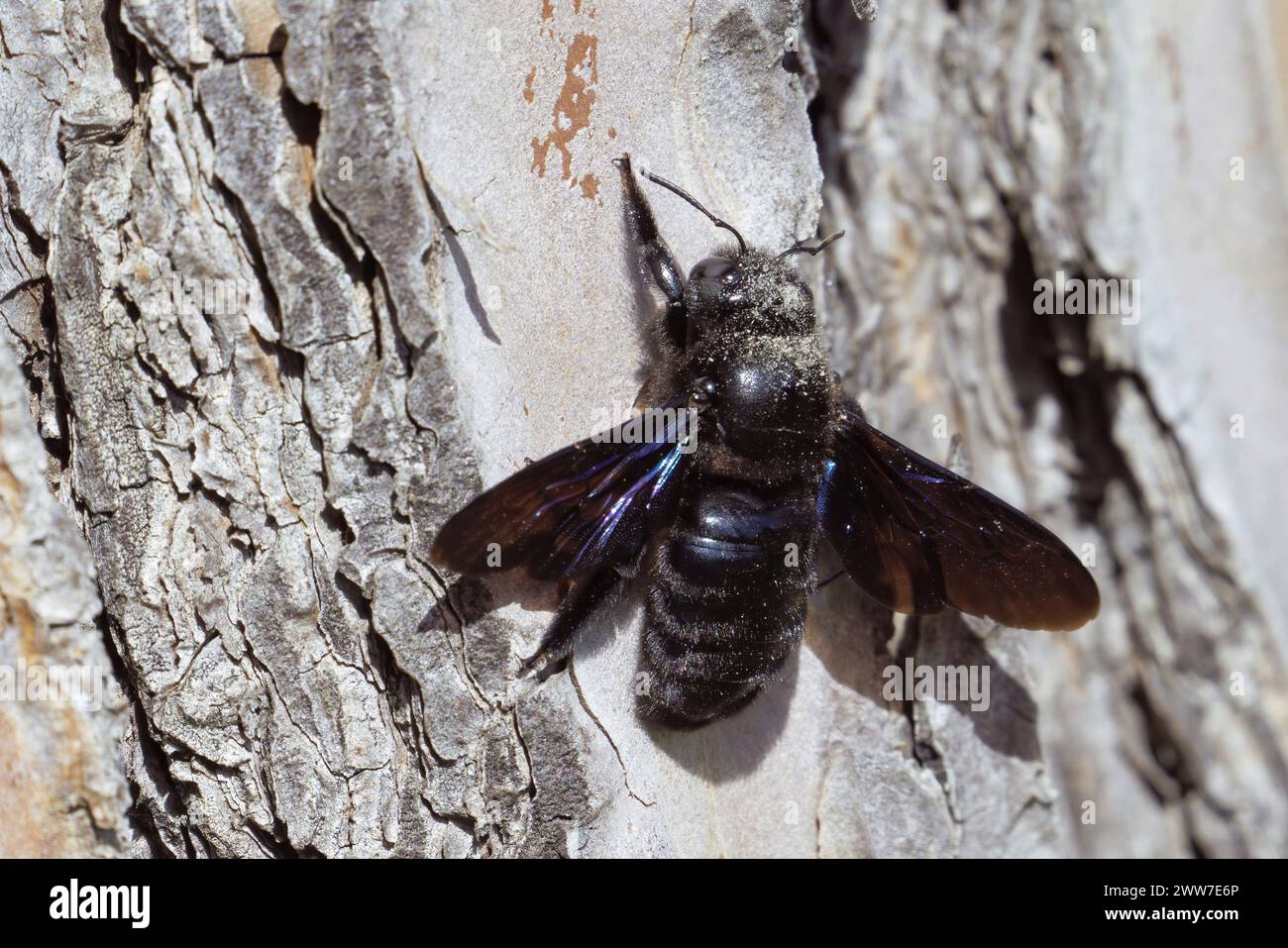 female  violet carpenter bee on the bark of a domestic pine, Xylocopa violacea, Apidae Stock Photo