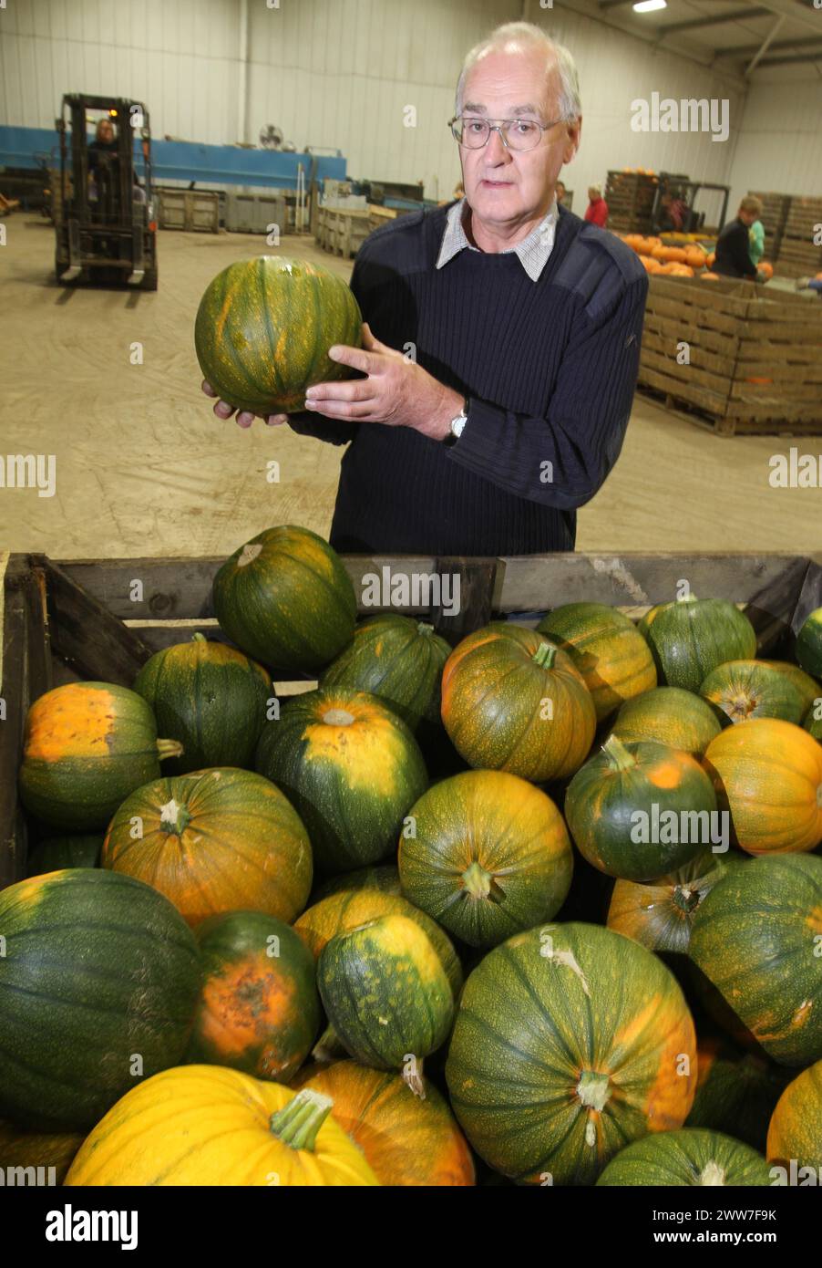 21/09/11. Today Photo...David Bowman, 63, inspects a crate of green pumpkins in his warehouse this morning...Europe's largest pumpkin farmer is worrie Stock Photo