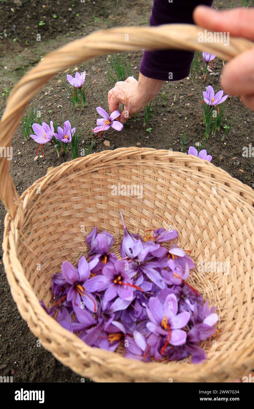 13/10/11 ..Caroline Riden harvests saffron...One of Britain’s only