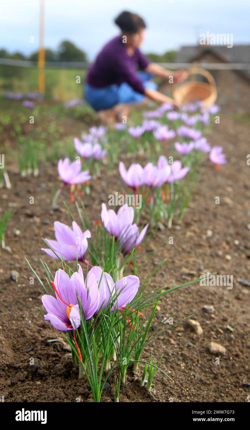 13/10/11 ..Caroline Riden harvests saffron...One of Britain’s only