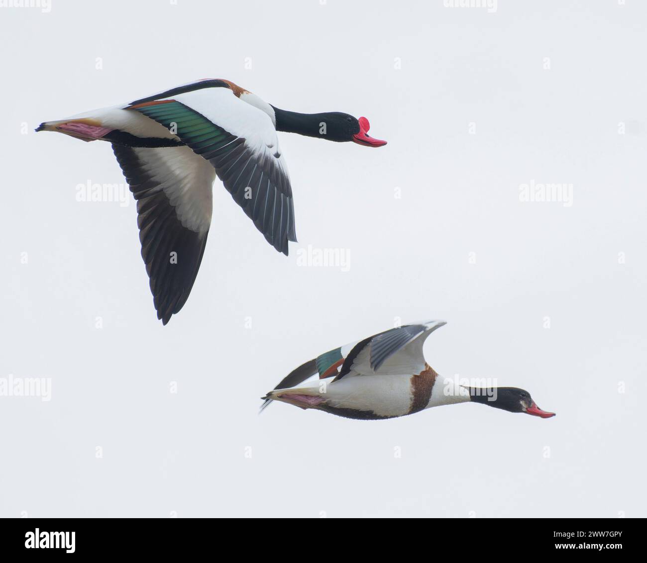 Shelduck flying hi-res stock photography and images - Alamy