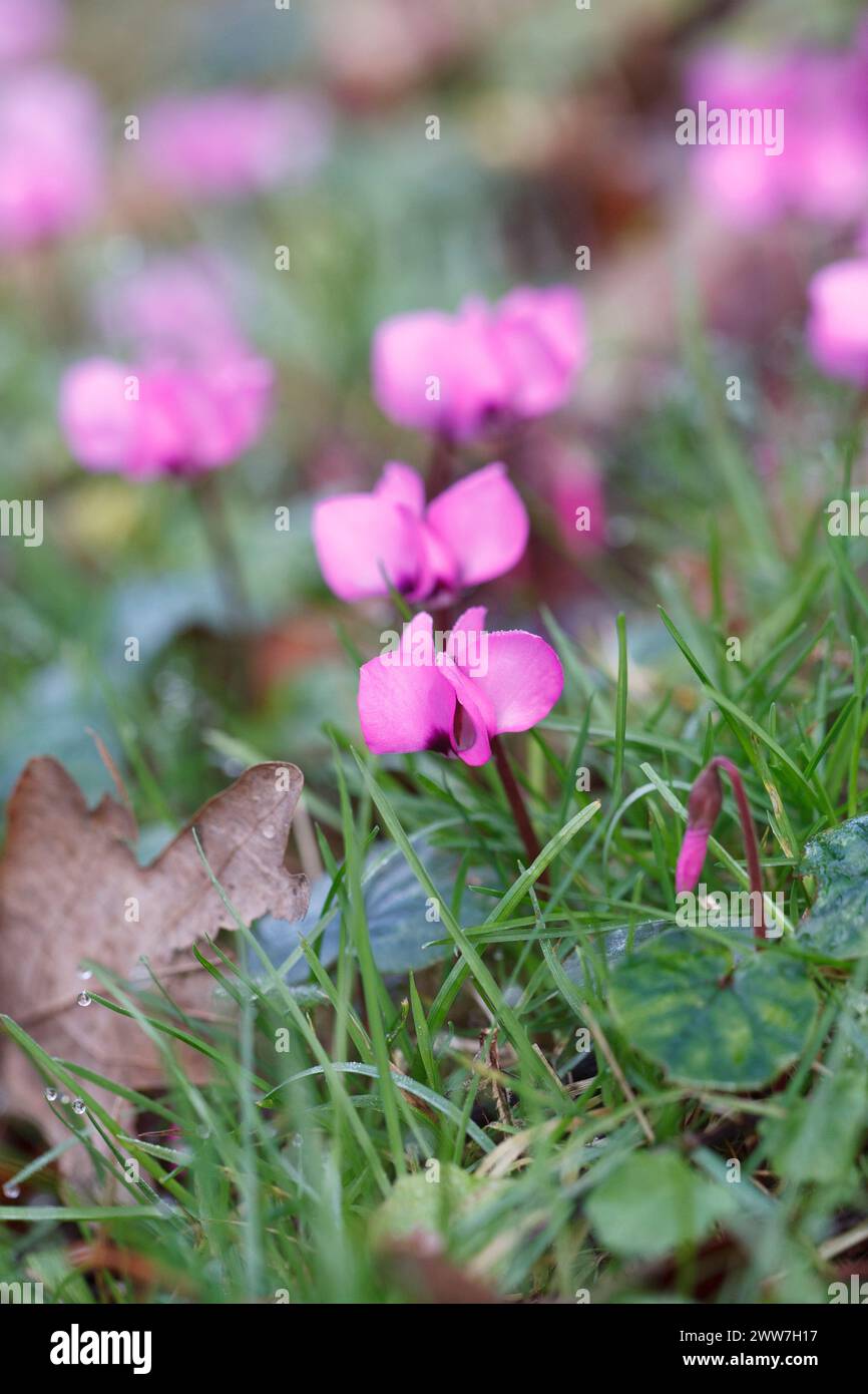 Cyclamen coum in the grass. Stock Photo