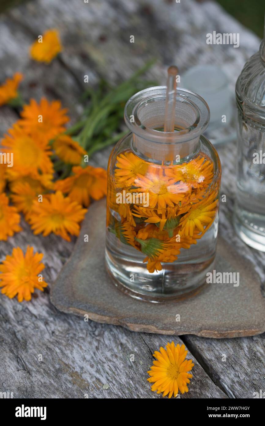 Ringelblumen-Tinktur, Tinktur aus den Blüten von Ringelblume, Ringelblumen-Blütentinktur, Tinktur, alkoholischer Auszug, Blüte, Blüten, Ringelblume, G Stock Photo