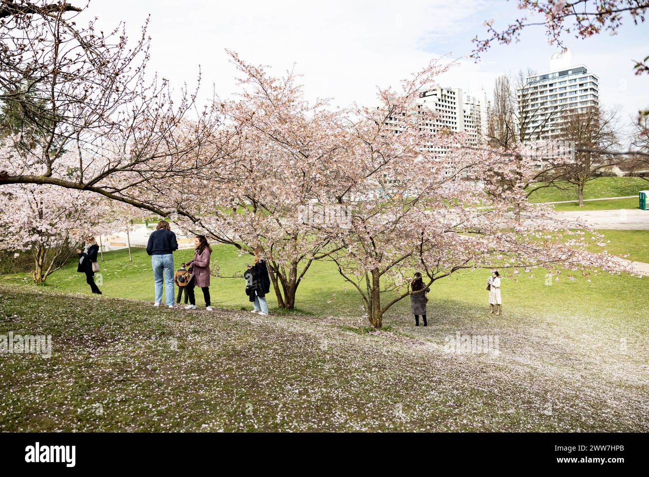 Munich, Germany. 22nd Mar, 2024. Olympic park in Munich, Germany on March 22, 2024 at the cherry blossoms. In the japanese culture the time of the cherry blossom is a highlight of the calendar and the beginning of the spring. (Photo by Alexander Pohl/Sipa USA) Credit: Sipa USA/Alamy Live News Stock Photo