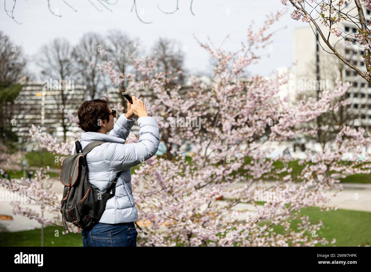 Munich, Germany. 22nd Mar, 2024. Olympic park in Munich, Germany on March 22, 2024 at the cherry blossoms. In the japanese culture the time of the cherry blossom is a highlight of the calendar and the beginning of the spring. (Photo by Alexander Pohl/Sipa USA) Credit: Sipa USA/Alamy Live News Stock Photo