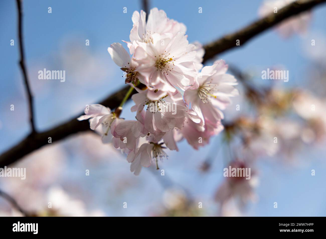 Munich, Germany. 22nd Mar, 2024. Olympic park in Munich, Germany on March 22, 2024 at the cherry blossoms. In the japanese culture the time of the cherry blossom is a highlight of the calendar and the beginning of the spring. (Photo by Alexander Pohl/Sipa USA) Credit: Sipa USA/Alamy Live News Stock Photo