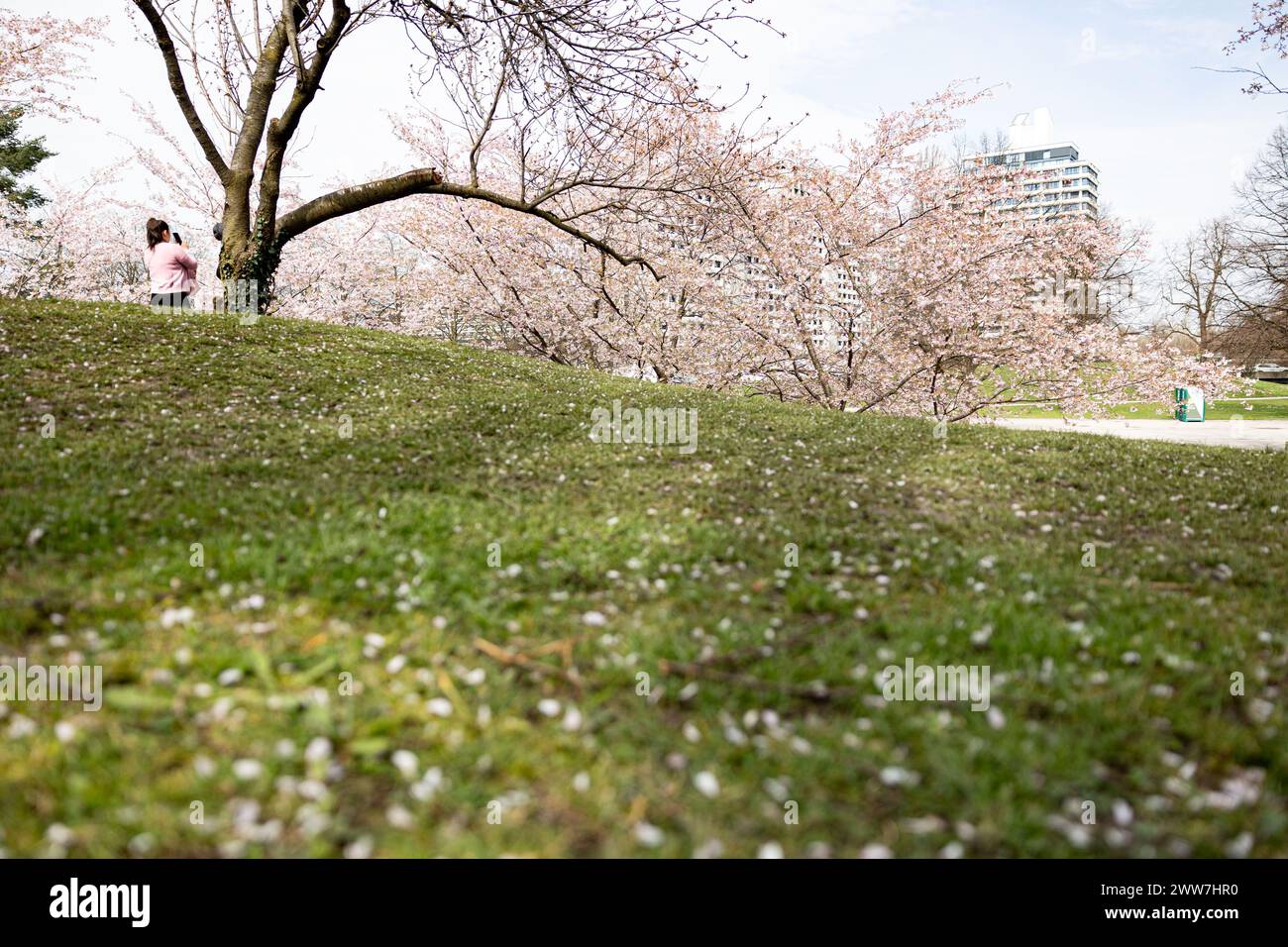 Munich, Germany. 22nd Mar, 2024. Olympic park in Munich, Germany on March 22, 2024 at the cherry blossoms. In the japanese culture the time of the cherry blossom is a highlight of the calendar and the beginning of the spring. (Photo by Alexander Pohl/Sipa USA) Credit: Sipa USA/Alamy Live News Stock Photo