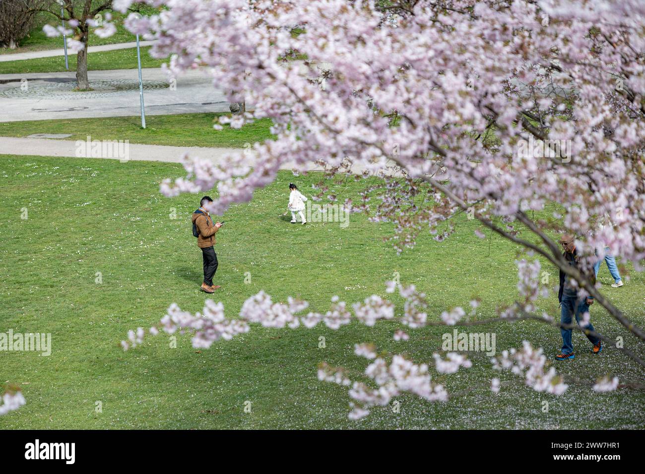 Munich, Germany. 22nd Mar, 2024. Olympic park in Munich, Germany on March 22, 2024 at the cherry blossoms. In the japanese culture the time of the cherry blossom is a highlight of the calendar and the beginning of the spring. (Photo by Alexander Pohl/Sipa USA) Credit: Sipa USA/Alamy Live News Stock Photo