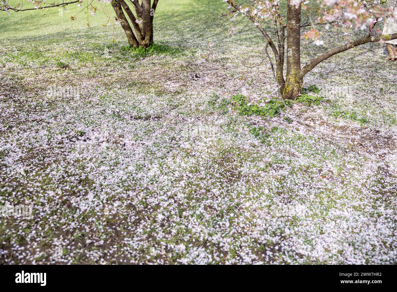 Munich, Germany. 22nd Mar, 2024. Olympic park in Munich, Germany on March 22, 2024 at the cherry blossoms. In the japanese culture the time of the cherry blossom is a highlight of the calendar and the beginning of the spring. (Photo by Alexander Pohl/Sipa USA) Credit: Sipa USA/Alamy Live News Stock Photo