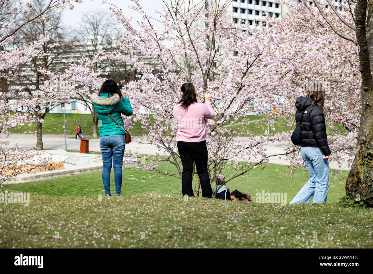 Munich, Germany. 22nd Mar, 2024. Olympic park in Munich, Germany on March 22, 2024 at the cherry blossoms. In the japanese culture the time of the cherry blossom is a highlight of the calendar and the beginning of the spring. (Photo by Alexander Pohl/Sipa USA) Credit: Sipa USA/Alamy Live News Stock Photo