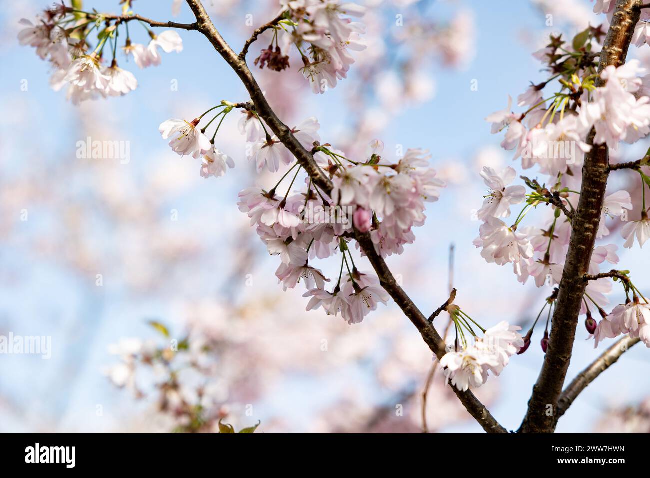 Munich, Germany. 22nd Mar, 2024. Olympic park in Munich, Germany on March 22, 2024 at the cherry blossoms. In the japanese culture the time of the cherry blossom is a highlight of the calendar and the beginning of the spring. (Photo by Alexander Pohl/Sipa USA) Credit: Sipa USA/Alamy Live News Stock Photo