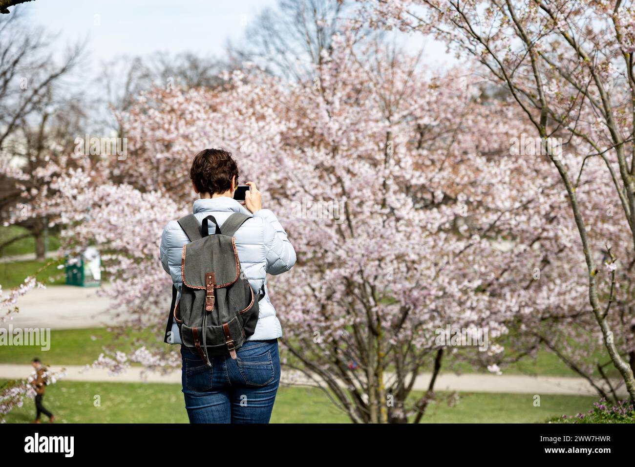 Munich, Germany. 22nd Mar, 2024. Olympic park in Munich, Germany on March 22, 2024 at the cherry blossoms. In the japanese culture the time of the cherry blossom is a highlight of the calendar and the beginning of the spring. (Photo by Alexander Pohl/Sipa USA) Credit: Sipa USA/Alamy Live News Stock Photo